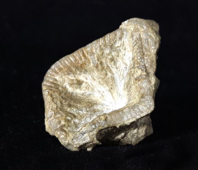 Goniophyllum pyramidale (HISINGER 1831) - Bild © FossNet FossilienStore